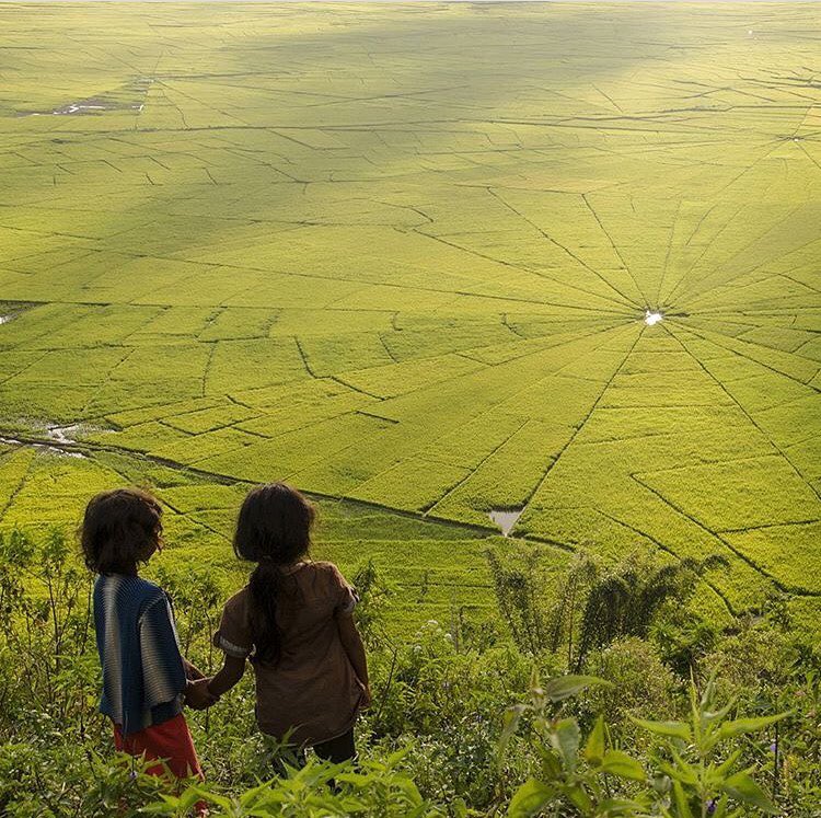 Sawah Lingko Manggarai